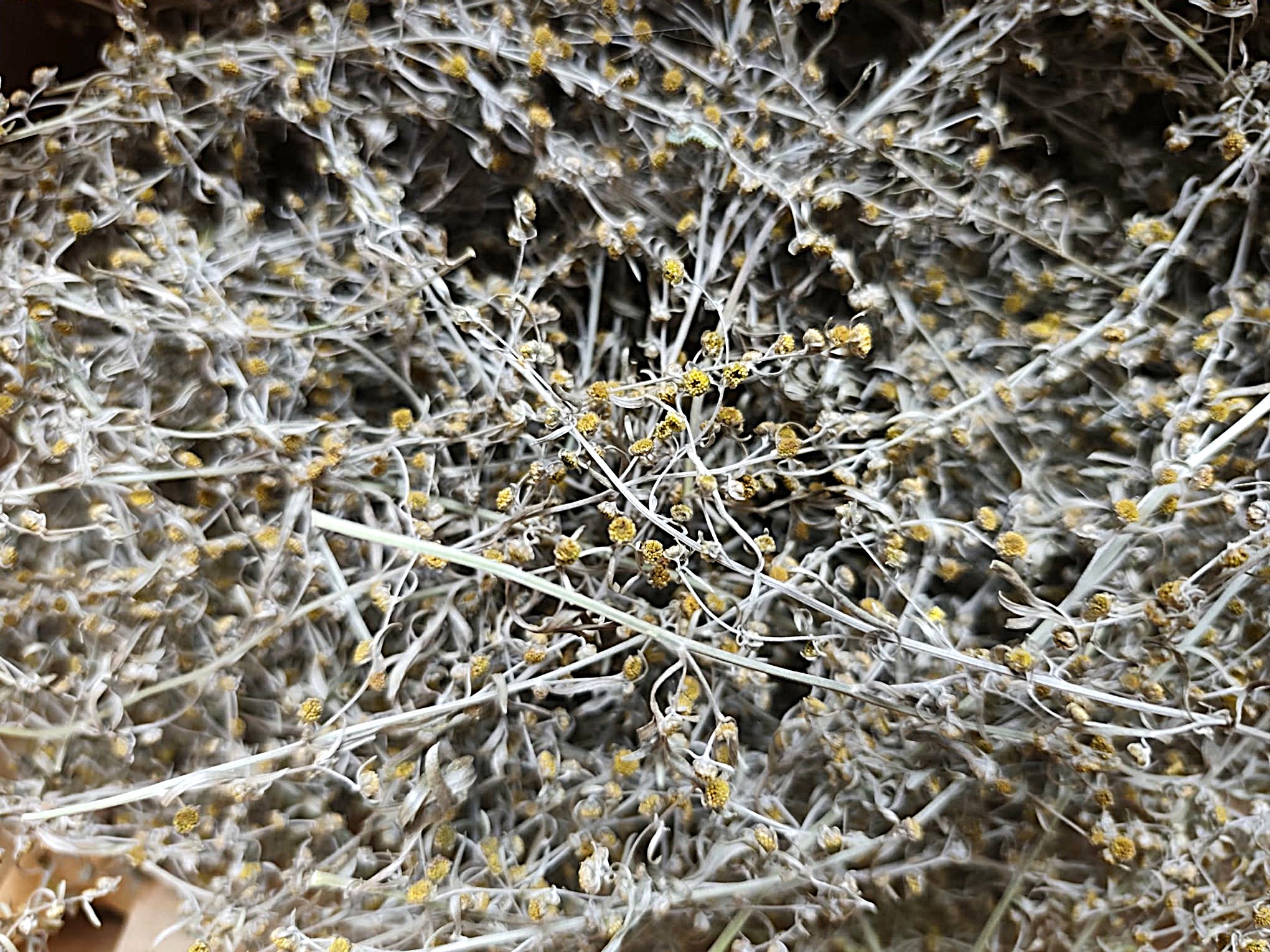 pelynas dziovintas 1