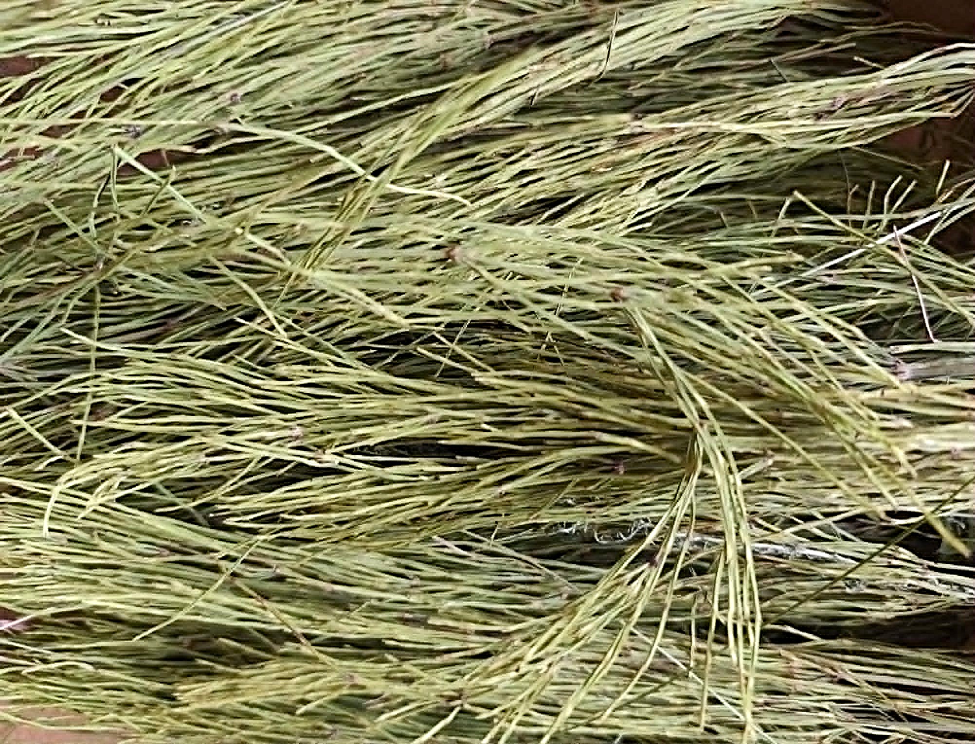 asiuklis dziovintas